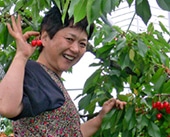 観光さくらんぼ園のご案内